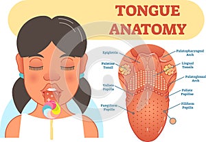 Tongue anatomy medical vector illustration diagram.