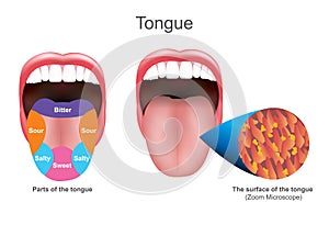 Tongue. Education info graphic. Vector design.