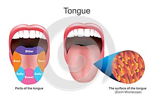 Tongue. Education info graphic. Vector design. photo