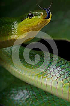 Tongue flicking green ratsnake