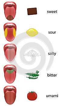 Tongue Map Taste Zones Tongue