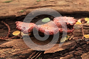 Tongue mushroom - Fistulina hepatica