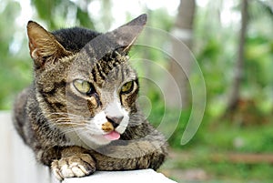 Tongue of Old cat