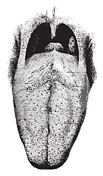 The tongue showing papilla, vintage engraving photo