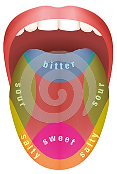 Tongue Taste Areas