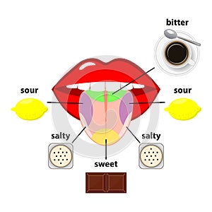 Tongue taste areas. Four sections of projection - sweet, salty, sour and bitter  - represented by chocolate, salt, lemon and black