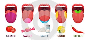 Tongue taste areas. Sweet, bitter and salty tastes. Umami and sour taste receptors diagram cartoon vector illustration photo