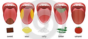 Tongue Taste Areas Sweet Sour Salty Bitter Umami photo