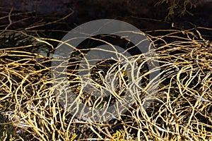 Tongweed, Himanthalia elongata, in a rock pool