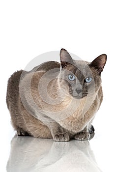 Tonkinese cat