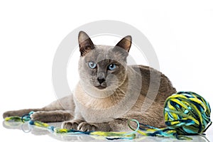 Tonkinese cat