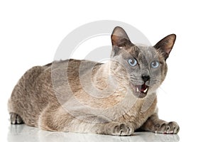 Tonkinese cat