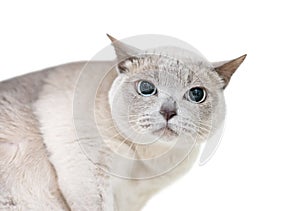 A Tonkinese cat with a grumpy expression and large dilated pupils photo