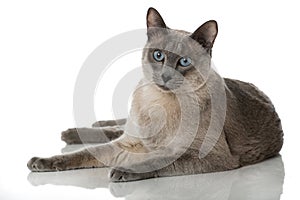 Tonkinese cat