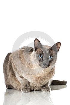 Tonkinese cat