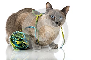 Tonkinese cat