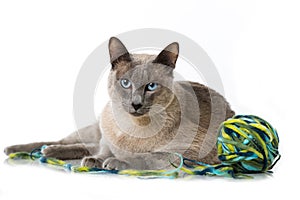 Tonkinese cat