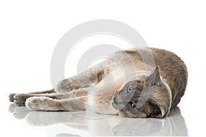 Tonkinese cat