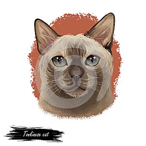 Tonkinese cat, Male Tonkinese Cat isolated on white. Domestic cat breed, crossbreeding between Siamese and Burmese. Digital art