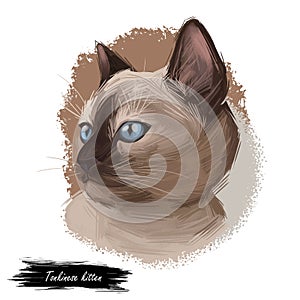 Tonkinese cat, Male Tonkinese Cat isolated on white. Domestic cat breed, crossbreeding between Siamese and Burmese. Digital art