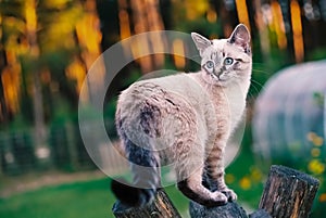 Tonkinese cat on a wooden swing