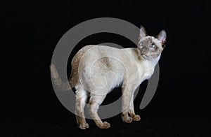TONKINESE DOMESTIC CAT, ADULT AGAINST BLACK BACKGROUND
