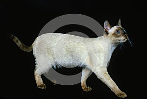 Tonkinese Domestic Cat, Adult against Black Background