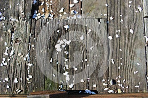 Broken shells left on a wooden pier surface by seabirds