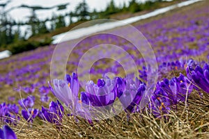 Tons of giant crocus in a field of Carpathian Mountains, Ukraine