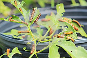 Tons of Gulf fritillary caterpillars