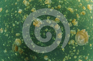 Tons of Jellyfish Swimming Freely in Green Waters of Jellyfish Lake in Palau