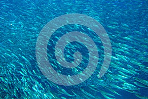 Tons of sardine fish in open ocean. Silver fish undersea photo. Pelagic fish swimming in seawater