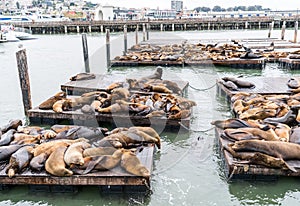 Tons of Sea Lions hanging out and sun bathing on floating piers in the San Francisco Harbor