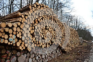 tons of wood are exported from heaps to heaps and then by car to a paper mill or fuel or ship to China bark beetle beatle photo