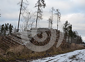tons of wood are exported from heaps to heaps and then by car to a paper mill or fuel or ship to China dry trees photo