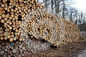 tons of wood are exported from heaps to heaps and then by car to a paper mill or fuel or ship to China photo