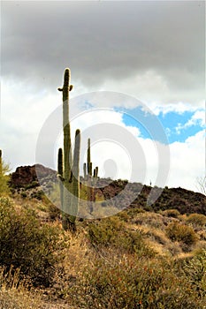 Tonto National Forest, Arizona U.S. Department of Agriculture