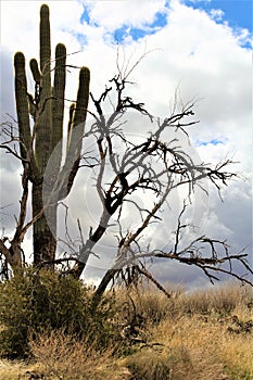 Tonto National Forest, Arizona U.S. Department of Agriculture