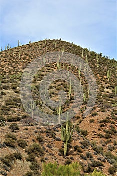 Tonto National Forest, Arizona U.S. Department of Agriculture