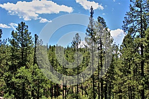 Tonto National Forest, Arizona U.S. Department of Agriculture, United States