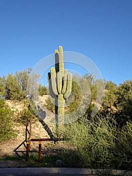 Tonto National Forest Cactus