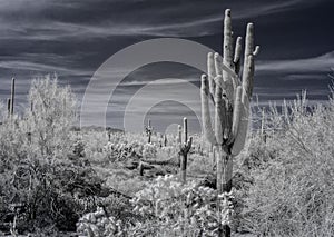 Tonto National Forest In Infrared to Faux color B/W