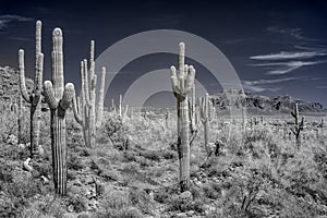 Tonto National Forest In Infrared to Faux color B/W