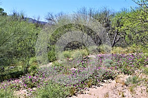 Tonto National Forest, Salt River Recreation Area, United States Department of Agriculture Forest Service, Arizona, United States