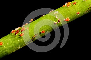 Aphids on green.