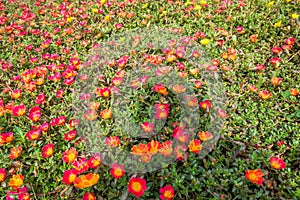 Too much of red flowers with leaf plant grow up on the ground as a background