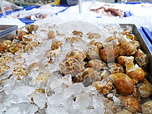 Too soft, fresh spotted babylon snail for sale in the fish market