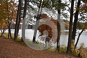 Fall at Daingerfield State Park in Daingerfield Texas Nov 25 2018 photo