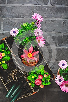 Tool box with potted spring flowers, gardening tools on black stone background