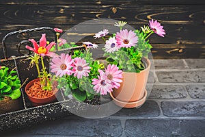 Tool box with potted spring flowers, gardening tools on black stone background